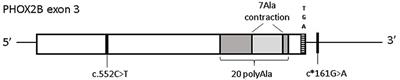 A Common 3′UTR Variant of the PHOX2B Gene Is Associated With Infant Life-Threatening and Sudden Death Events in the Italian Population